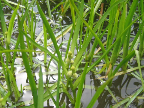 Sparganium glomeratum