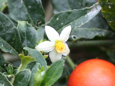 Solanum pseudo-capsicum