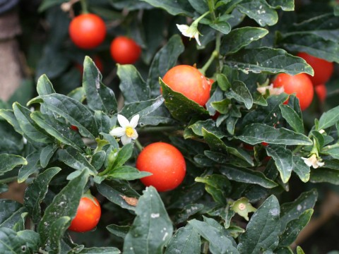 Solanum pseudo-capsicum