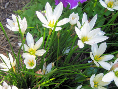 Zephyranthes candida