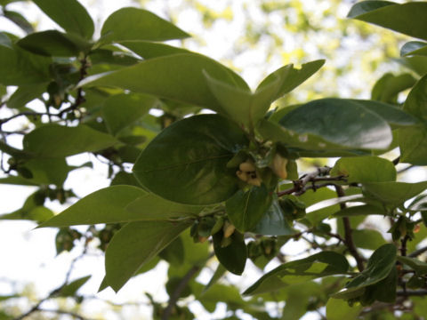 Diospyros kaki cv. Tamopan