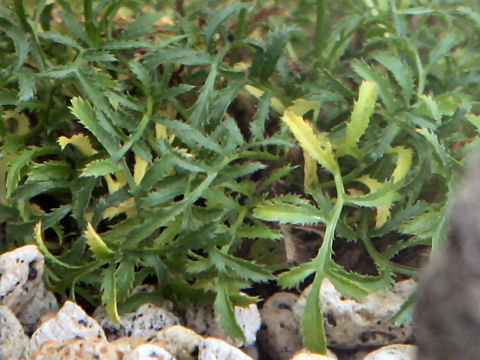 Serratula coronata var. insularis