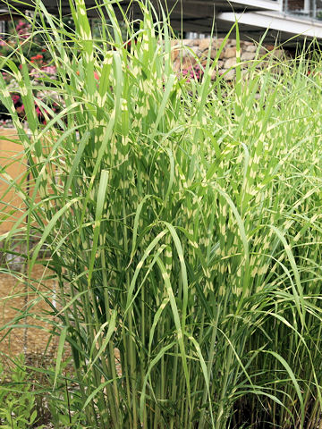 Zebra Grassはどんな植物 Weblio辞書