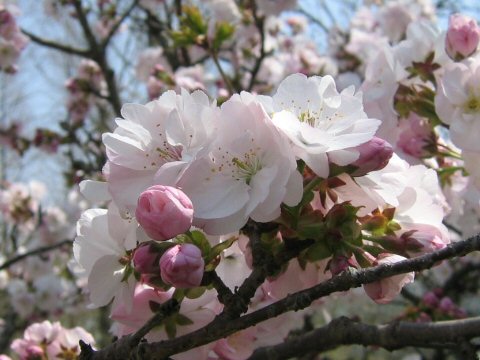 高砂桜
