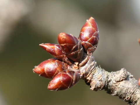 Prunus x sieboldii cv. Caespitosa