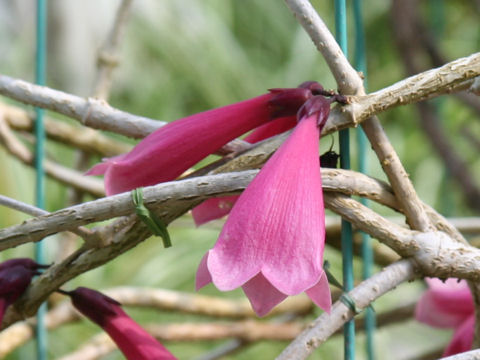 Tecomanthe venusta