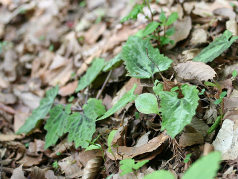 Ainsliaea cordifolia