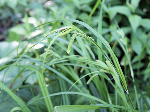 Carex kiotensis