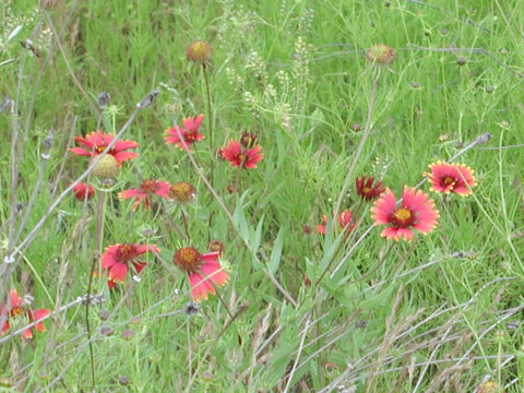 Gaillardia pulchella