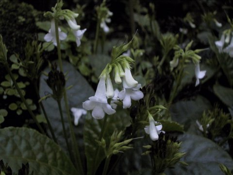 Tetranema roseum cv. Alba