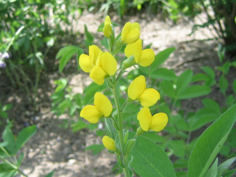 Thermopsis rhombifolia