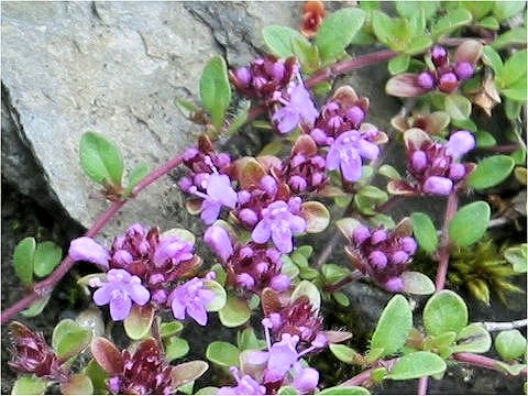 Thymus praecox