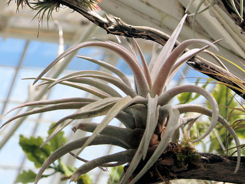 Tillandsia sp.