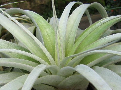 Tillandsia xerographica