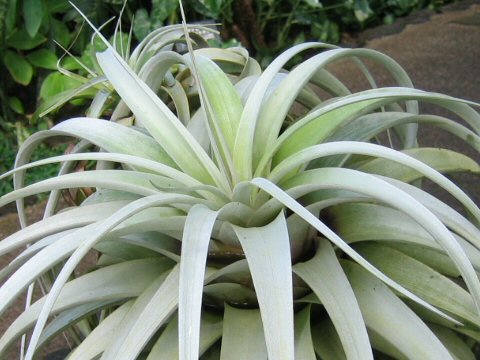 Tillandsia xerographica