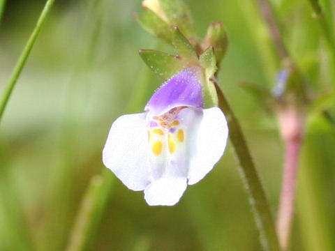 Mazus pumilus