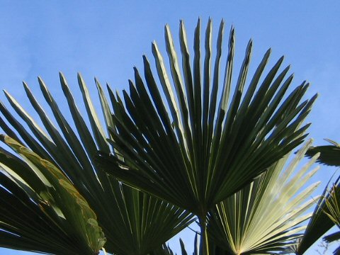 唐棕櫚