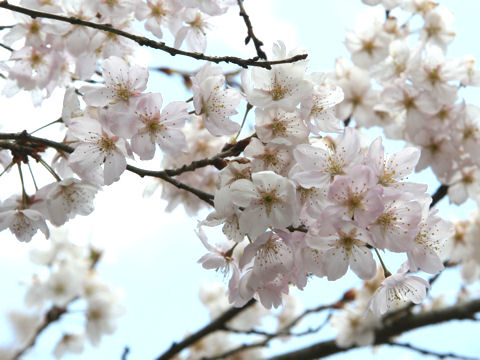 東海桜はどんな植物 Weblio辞書