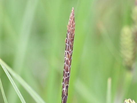 Carex middendorffii