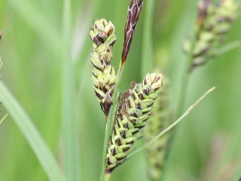 Carex middendorffii