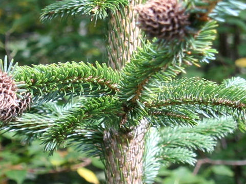 Picea Jezoensis Var Hondoensis トウヒ はどんな植物 Weblio辞書