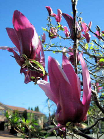 Japanese Magnoliaはどんな植物 わかりやすく解説 Weblio辞書