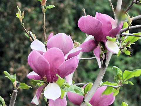 Japanese Magnoliaはどんな植物 Weblio辞書