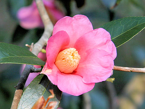Camellia japonica cv. Momoiro Setchu-ka