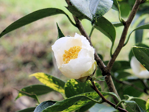 Camellia japonica cv. Shiratama