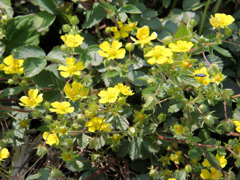 Potentilla yokusaiana