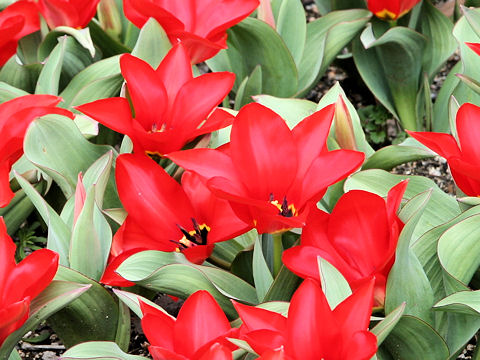 Tulipa gesneriana cv. Red Emperor