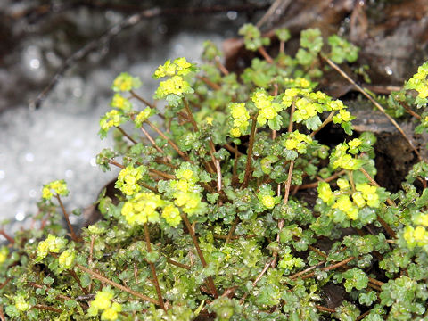 Chrysosplenium flagelliferum