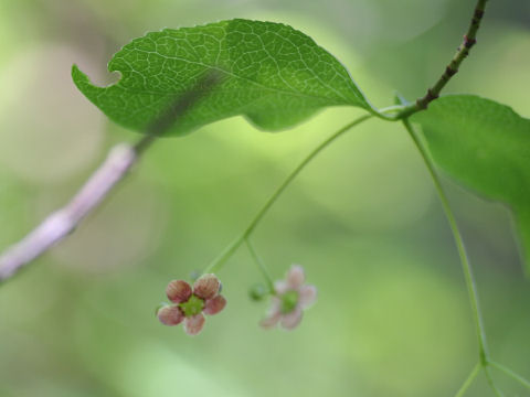 吊花