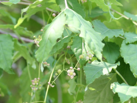 Euonymus oxyphyllus