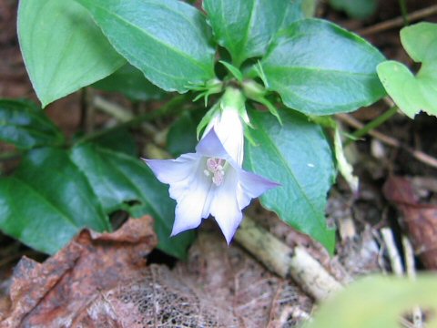 Tripterospermum japonicum