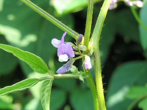 Glycine max ssp. soja