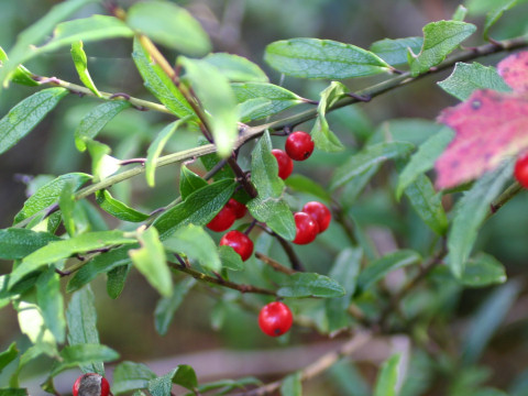 Ilex rugosa var. hondoense