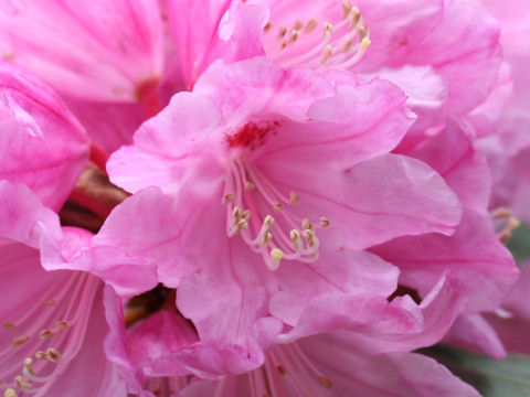 筑紫石楠花