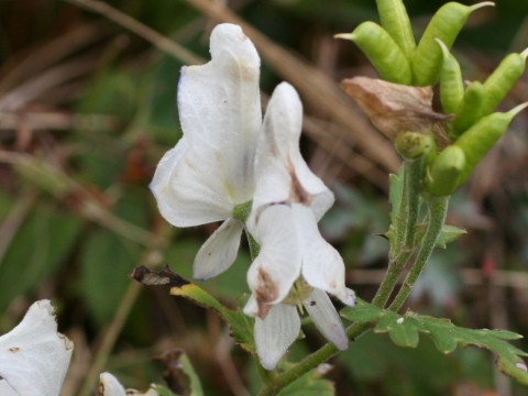 筑波鳥兜・白花