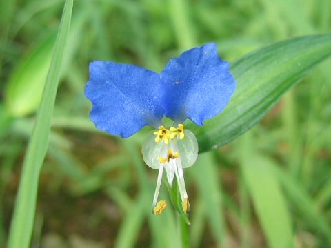 Commelina communis