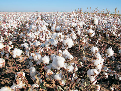 Cotton Production and Support in the United States