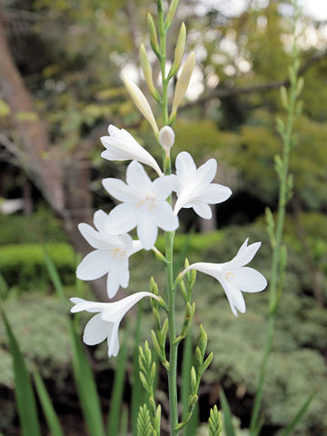 Watsonia borbonica cv.