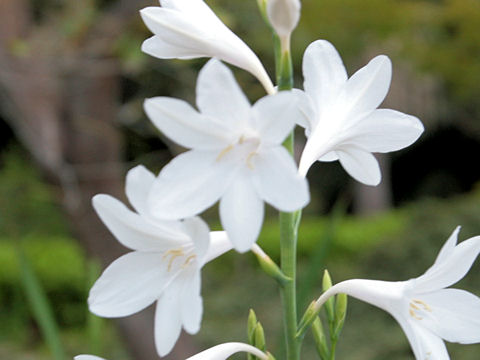 Watsonia borbonica cv.