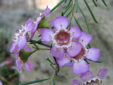 Chamelaucium uncinatum