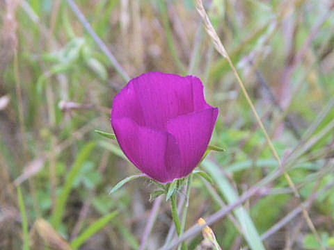 Callirhoe digitata