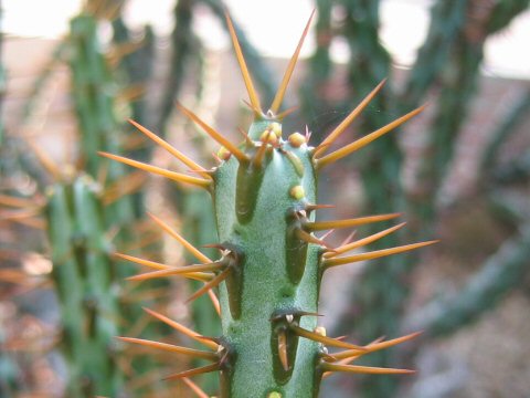 Euphorbia aeruginosa