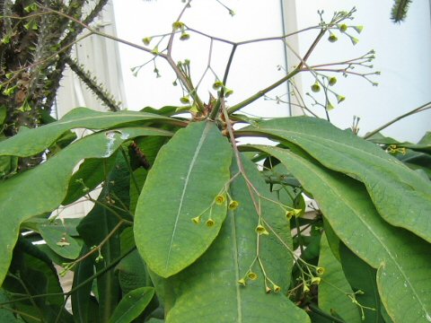 Euphorbia perrieri var. elongata