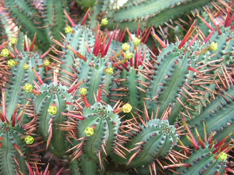 Euphorbia enopla