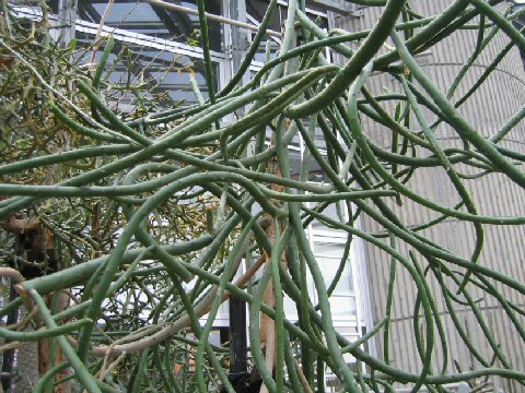 Euphorbia leucodendron