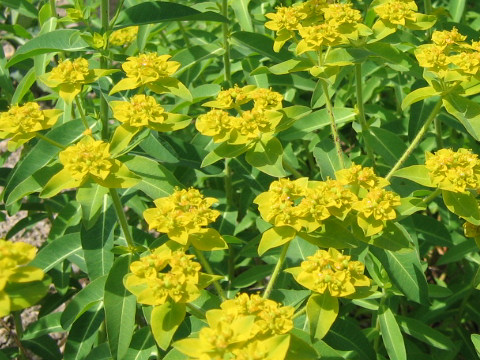 Euphorbia palustris